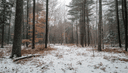 137 Merry Hill Rd, Barrington, NH