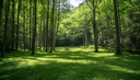 6 Old Toxaway Rd, Brevard, NC