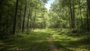 Off State Road 1163, Rosman, NC